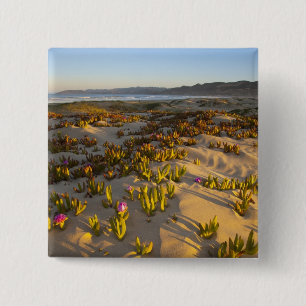 Der Sonnenaufgang beleuchtet die Sanddünen und Mee Button
