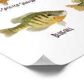 Der Sonnenfisch aus Nordamerika. Poster (Ecke)