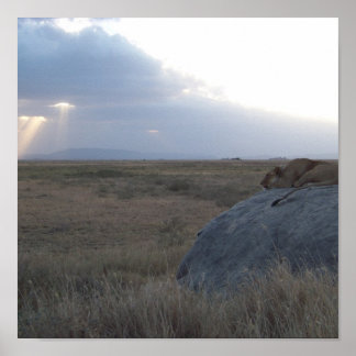 Der Sonnenuntergang der Lioness Poster