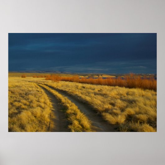 Der Sonnenuntergang hebt die rote Rinde von Sträuc Poster (Vorne)