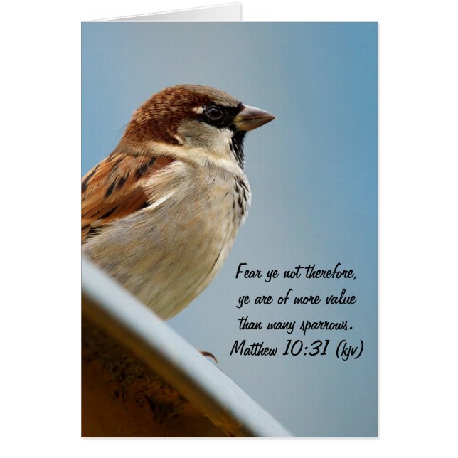 Der Sparrow (Vorne)