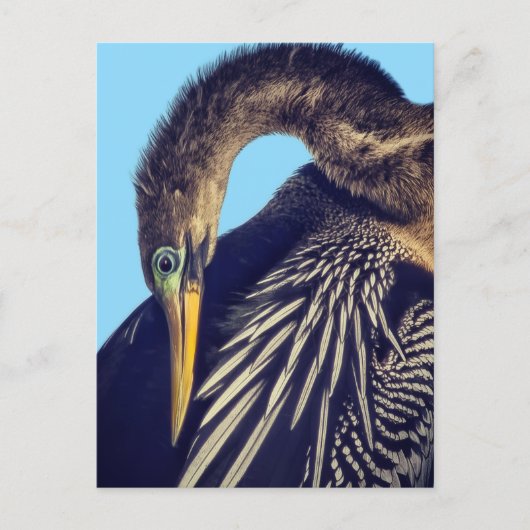 "Der Speerfischer" Postkarte (Vorderseite)