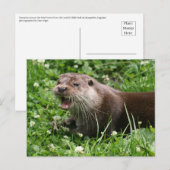 Der spielerische Geist des eurasischen Otters Postkarte (Vorne/Hinten)