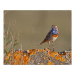 Der Spießgorgeball Poster