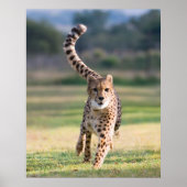 Der Sprint Poster (Vorne)