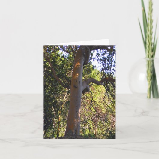 Der Spuk Baum.... Karte (Vorderseite)