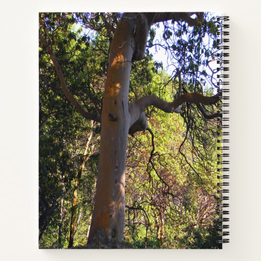 Der Spuk Baum.... Notizblock (Rückseite)