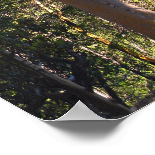 Der Spuk Baum...... Poster (Ecke)