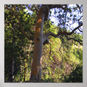 Der Spuk Baum...... Poster (Vorne)