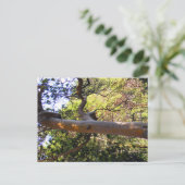 Der Spuk Baum.... Postkarte (Stehend Vorderseite)