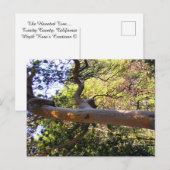 Der Spuk Baum.... Postkarte (Vorne/Hinten)