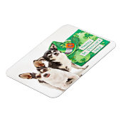 Der St. Patrick's Day Chihuahua Magnet (Linke Seite)