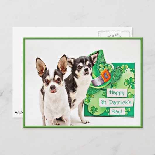 Der St. Patrick's Day Chihuahua Postkarte (Vorne/Hinten)