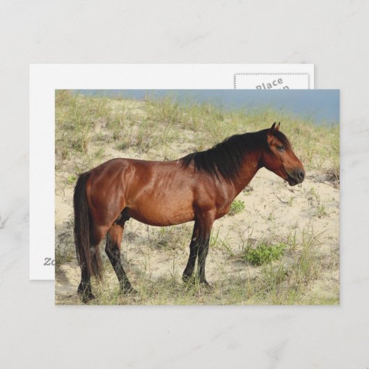Der Stallion Bay Corolla Postkarte (Vorne/Hinten)