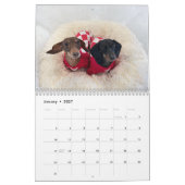 Der Starbox Dachshunds Kalender 2026 (Jan 2027)