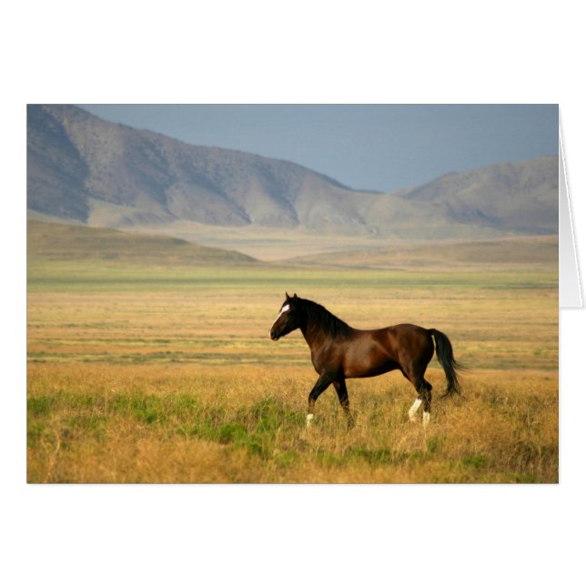 Der stolze (Vorderseite (Horizontal))