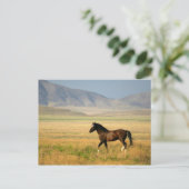 Der stolze postkarte (Stehend Vorderseite)