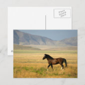 Der stolze postkarte (Vorne/Hinten)