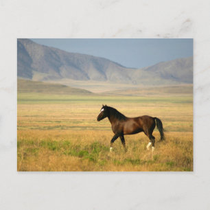 Der stolze postkarte