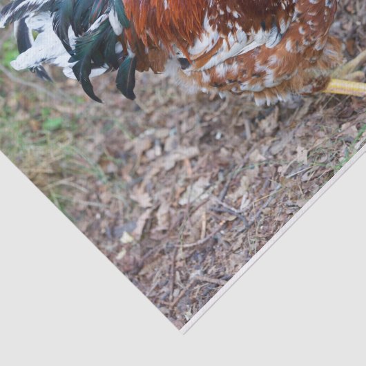 Der Stud (außer ein Huhn) Seidenpapier (Ausschnitt)