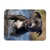 Der stumpfe Welpe, der im Meer schrumpft, Magnet (Horizontal)
