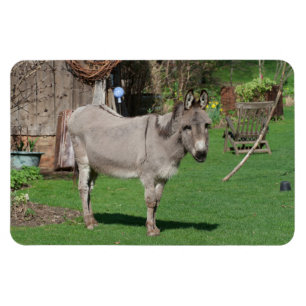 Der süße Donkey im Garten Magnet