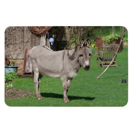 Der süße Donkey im Garten Magnet (Horizontal)