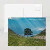 Der Sycamore-Baum Postkarte (Vorne/Hinten)