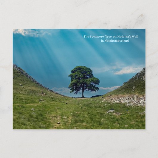 Der Sycamore-Baum Postkarte (Vorderseite)