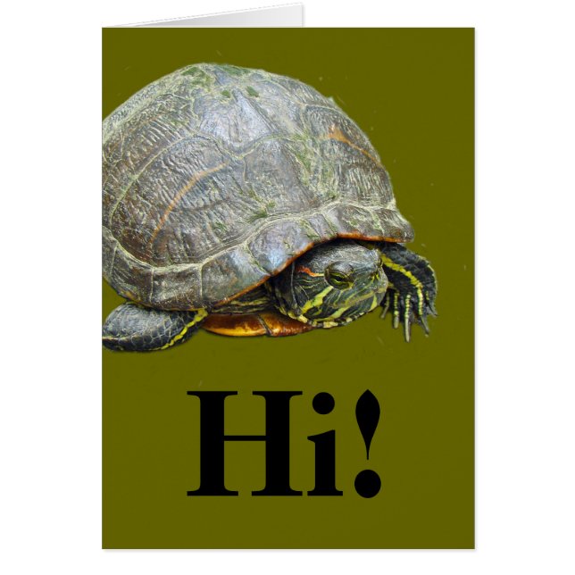 Der Tag der Schildkröte (Vorne)