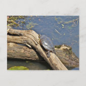 Der Tag der Schildkröte Postkarte (Vorderseite)