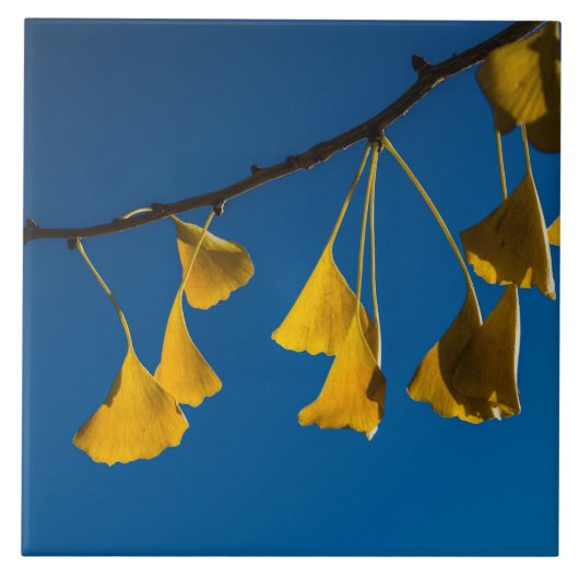 Der Tanz im Fall Fliese (Vorderseite)