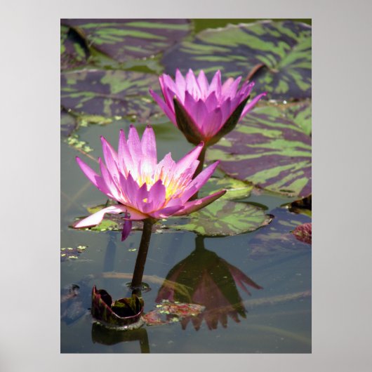 Der Teich Poster (Vorne)