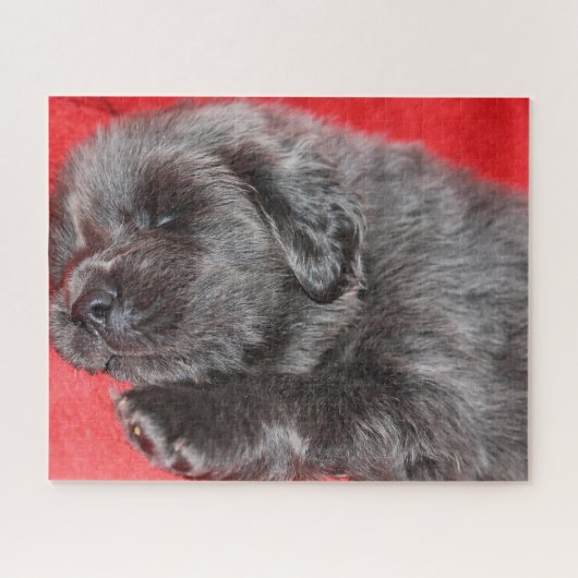 Der tibetische Mastiff Hund Jigsaws. Puzzle (Horizontal)