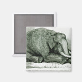 Der tote Elefant Magnet (Vorderseite/Rückseite)