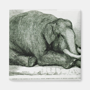 Der tote Elefant Magnet