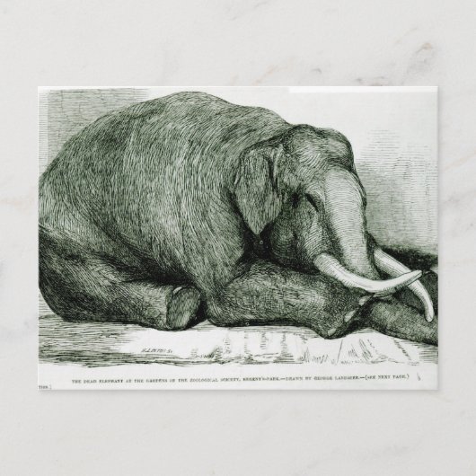 Der tote Elefant Postkarte (Vorderseite)