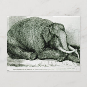 Der tote Elefant Postkarte