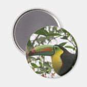 Der Toukan im Dschungel Magnet (Vorderseite/Rückseite)