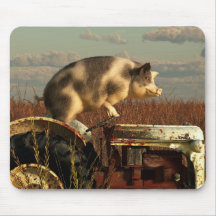 Der Traum eines Schweins