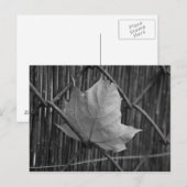 Der trockene Ahornleaf - Postkarte (Vorne/Hinten)