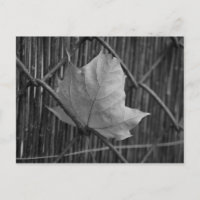 Der trockene Ahornleaf - Postkarte