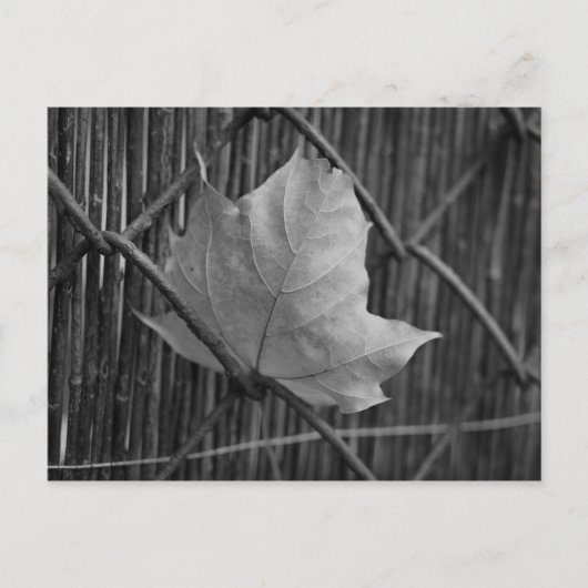 Der trockene Ahornleaf - Postkarte (Vorderseite)