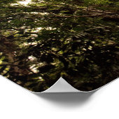 Der tropische Regenwald des Daintree River Poster (Ecke)