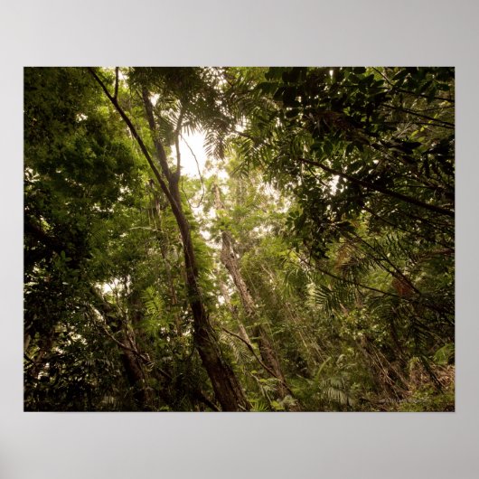 Der tropische Regenwald des Daintree River Poster (Vorne)