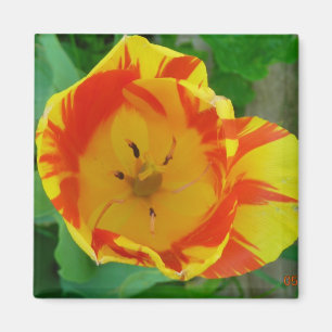 der Tulip-Magnet Magnet