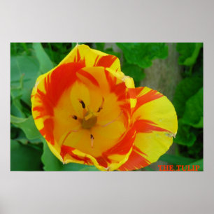 DER TULIP POSTER