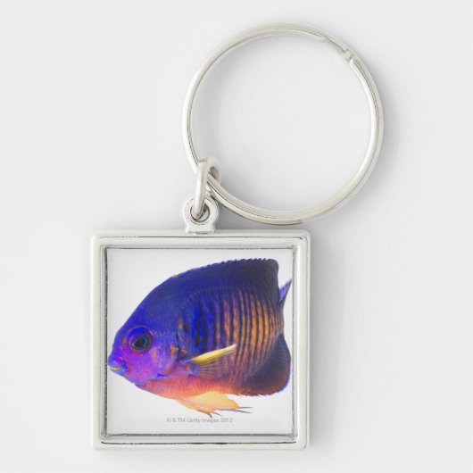 Der two-spined Angelfish Schlüsselanhänger (Vorne)