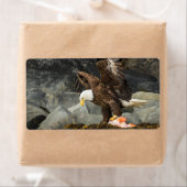 Der ultimative Adler (Insitu)