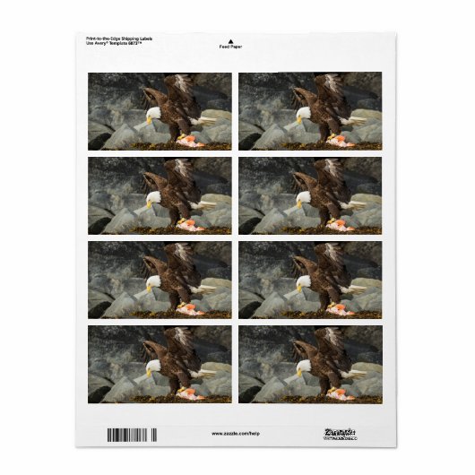 Der ultimative Adler (Vorne)